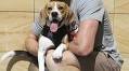 Meet Boris the Beagle