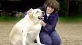 Hudson Valley Woman Suing Dog Food Company For Making Her Dog Fat