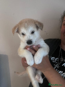 Staff Husky Crossed With Labrador Labrador X Malamute Mixed ...