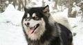 Chinese thieves steal £5,000 pedigree dog for dinner