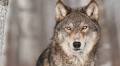 Wolves kill four large dogs in Winnipeg-area cottage community