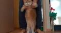 Hosico the belly dancing cat
