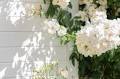 Step Inside A Floral Designer’s Dream Studio—Plus Her Ultimate Flower Arranging Tips