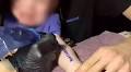 Terrifying health risk to screaming baby that was ‘tattooed by parents’ in sickening TikTok video