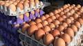 Nutritional approaches to support improved production and eggshell quality in layers