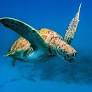Measuring underwater noise can help protect our marine ecosystem