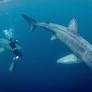 New underwater series featuring extraordinary footage by Irish cameraman to air on RTÉ