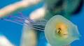 Fish gets trapped INSIDE a jellyfish and uses it to steer itself round the sea