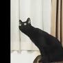This beautiful cat has a completely brilliant response to music