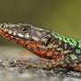 How a biological version of rock-paper-scissors determines if lizard colors are maintained or lost