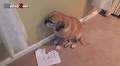 Funny Guilty Dog Videos Compilation BEST OF 2016 (VIDEO)