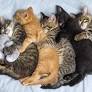Special-Needs Cat Raises Orphan Kittens Like Devoted ‘Single Dad’