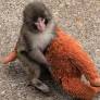 Orphaned Baby Monkey at Japanese Zoo Goes Viral for Having Stuffed Animal as His Only Friend