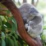 Precious Baby Koala Clings to Stuffie for Comfort Just Like Punch the Monkey