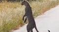 Watch: Leopard stands on two legs ‘like a human’ in rare safari sighting, leaves internet stunned