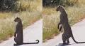Viral Video: Leopard Stands On Two Legs Like Humans, Captured in Safari Sighting