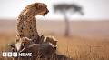 Maasai Mara safari overcrowding stresses Kenyan wildlife