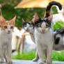 World Stray Animals Day 2026: When It Is & How to Participate