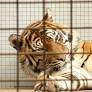 It’s Time for Theresa May to Take Action on Circuses