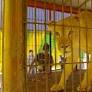 New SA home for rescued circus lions