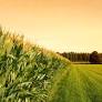 BASF launches Circalo: Low Carbon Intensity Crops, to help ethanol producers capture value under 45Z