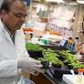 A Gene Editor That’s a Better Fit for Plants