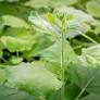 A Pint-Sized Gene Editor Could Expand Precision Breeding in Plants