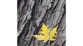 Come what may: poetry for the new year