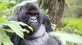 Remembering silverback Cantsbee: Legendary leader of Pablo group