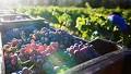 Weathering the storm: South African winemakers rewrite the playbook