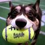 How to watch the Puppy Bowl this Sunday: When does it start?