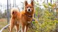 10 Scandinavian Dog Breeds for Cool Climate Living