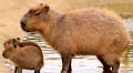 List of rodents | Taxonomy, Beaver, Capybara, Rat, Mouse, Lemming, & Examples