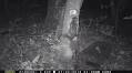Where the wild things are: Strange animal sightings in SC