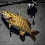 Master Winter Bass Fishing with the Ultimate Drop-Shot Guide