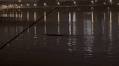 Video of unidentified creature in Han River goes viral