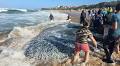 #FishEagle: Sardine fever now in overdrive