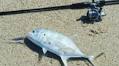 Building a compact, go-everywhere travel fishing kit
