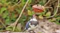 A young kingfisher practices its fishing skills on an unlikely lunch