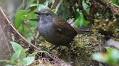 Scientists have discovered five new species of songbird in Indonesia