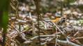 Saving the rufous fantail with a taxidermied chipmunk