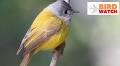 Bird Watch: ﻿From canaries and fantails to flycatchers, check out the pretty little birds from Himalayas in Chandigarh