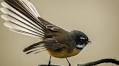 Harsh weather not kind to fantails