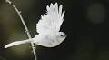 Watch: The remarkable story of the search for a very rare white fantail