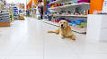 What Kind Of Food Should You Feed Your Dog?
