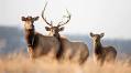 Herd mentality: WVU researchers keep once-native elk healthy in southern West Virginia