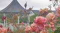 Midlands to host the Rosa convention