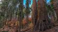 Autumn In Sequoia And Kings Canyon National Parks