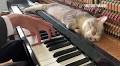 10 calming pieces of classical music for your pet