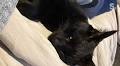 Can relaxing cat music really tame my manic cat?